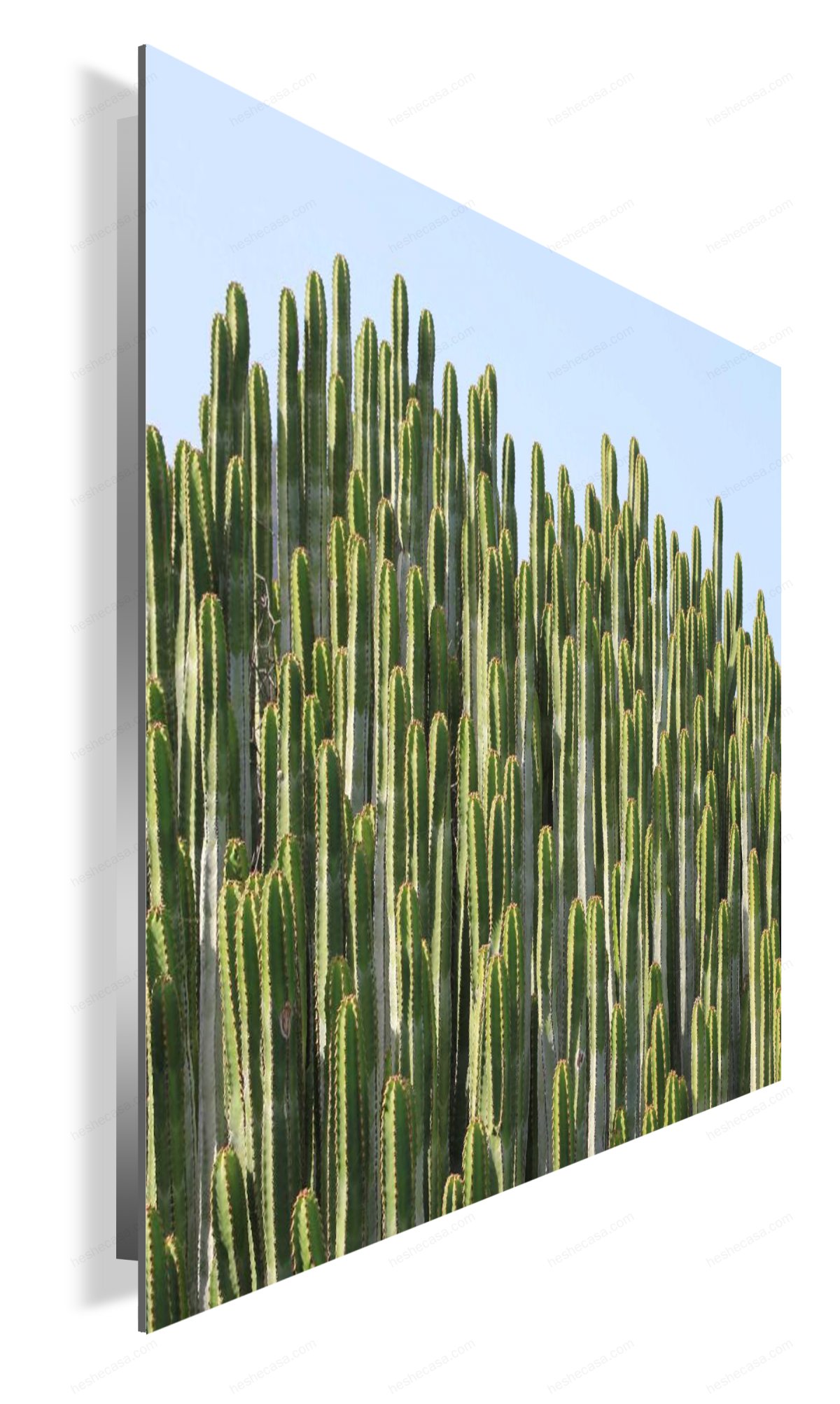 Cactus Horizon装饰画