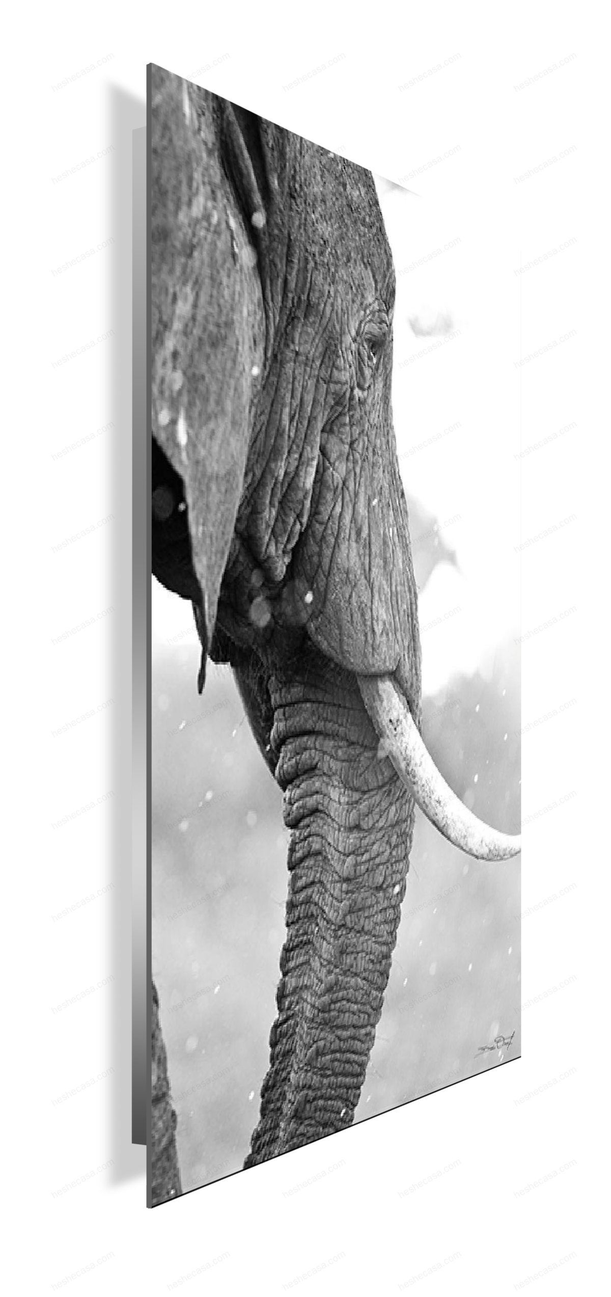 Savane Elephant Profil装饰画