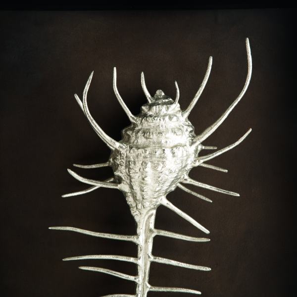 Venus Comb Shell Shadow装饰画