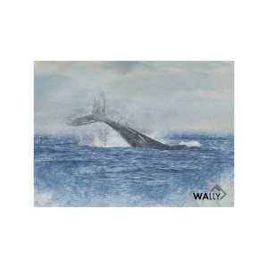 Whale壁纸