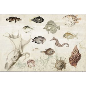 Aquarium壁纸