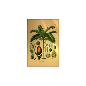 Betelnut Palm Ncd-Ag-B015装饰画