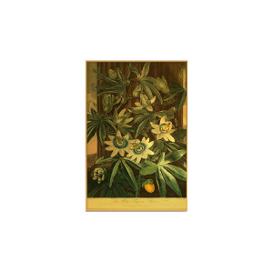 Passiflora Caerula Ncd-Ag-S026装饰画