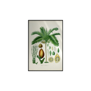 Betelnut Palm Ncd-As-B015装饰画