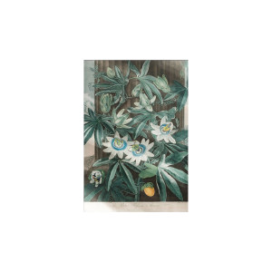 Passiflora Caerula Ncd-Lu-S026装饰画