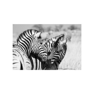 Zebra Love装饰画