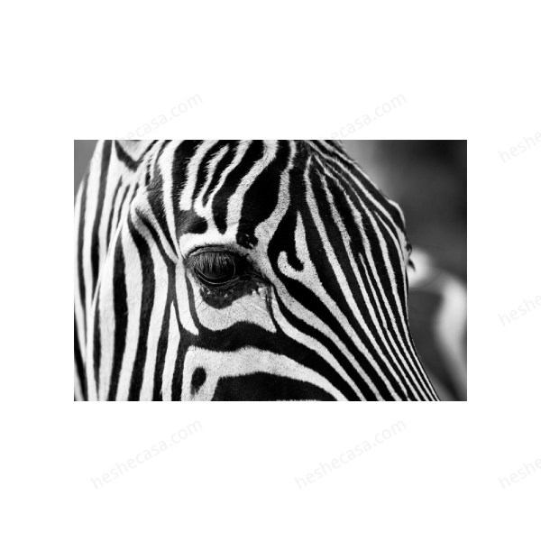 Zebra Eyes装饰画