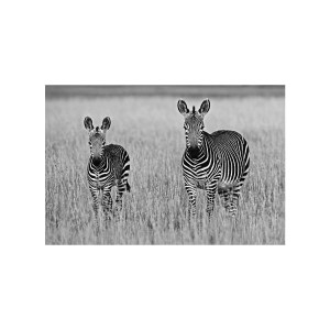 Zebras Field装饰画