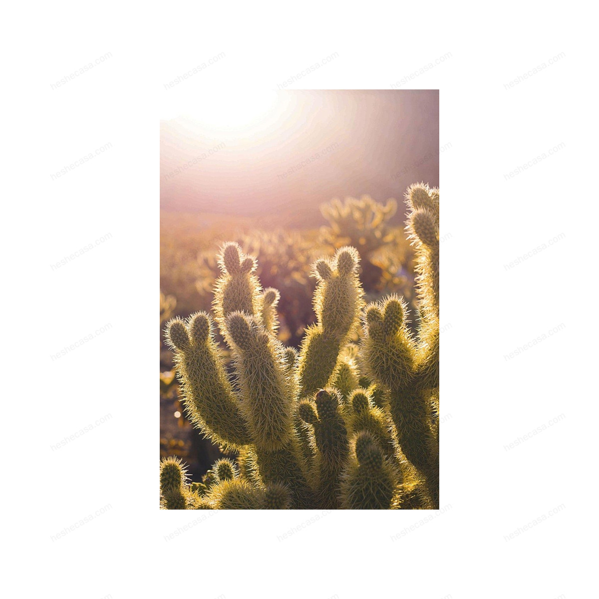 Cactus Contre-Jour装饰画