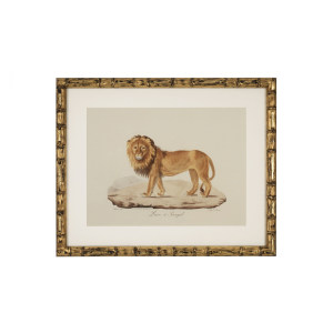 Prints Lion, Tigre, Jaguar Set Of 6装饰画