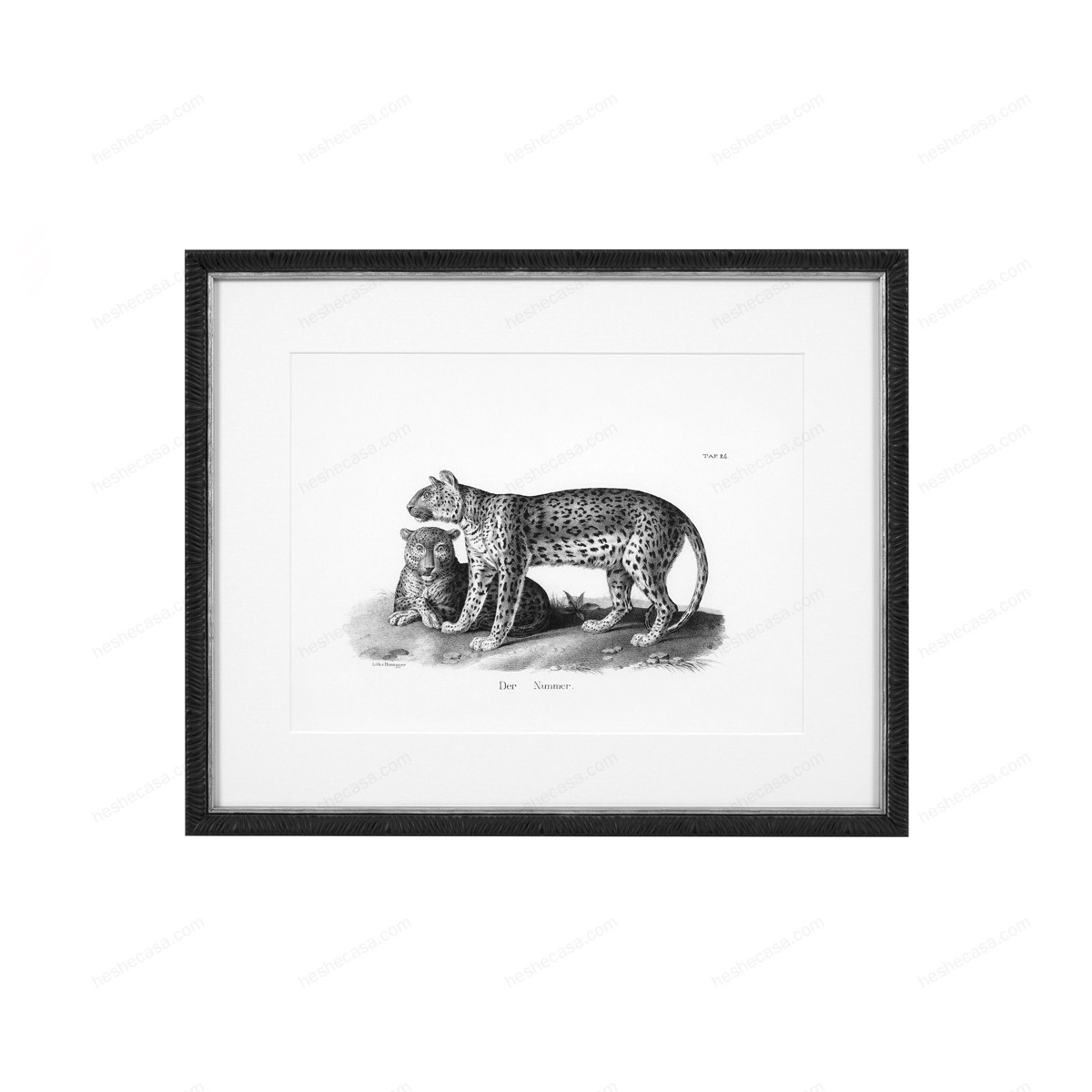 Prints Historical Animals Set Of 6装饰画