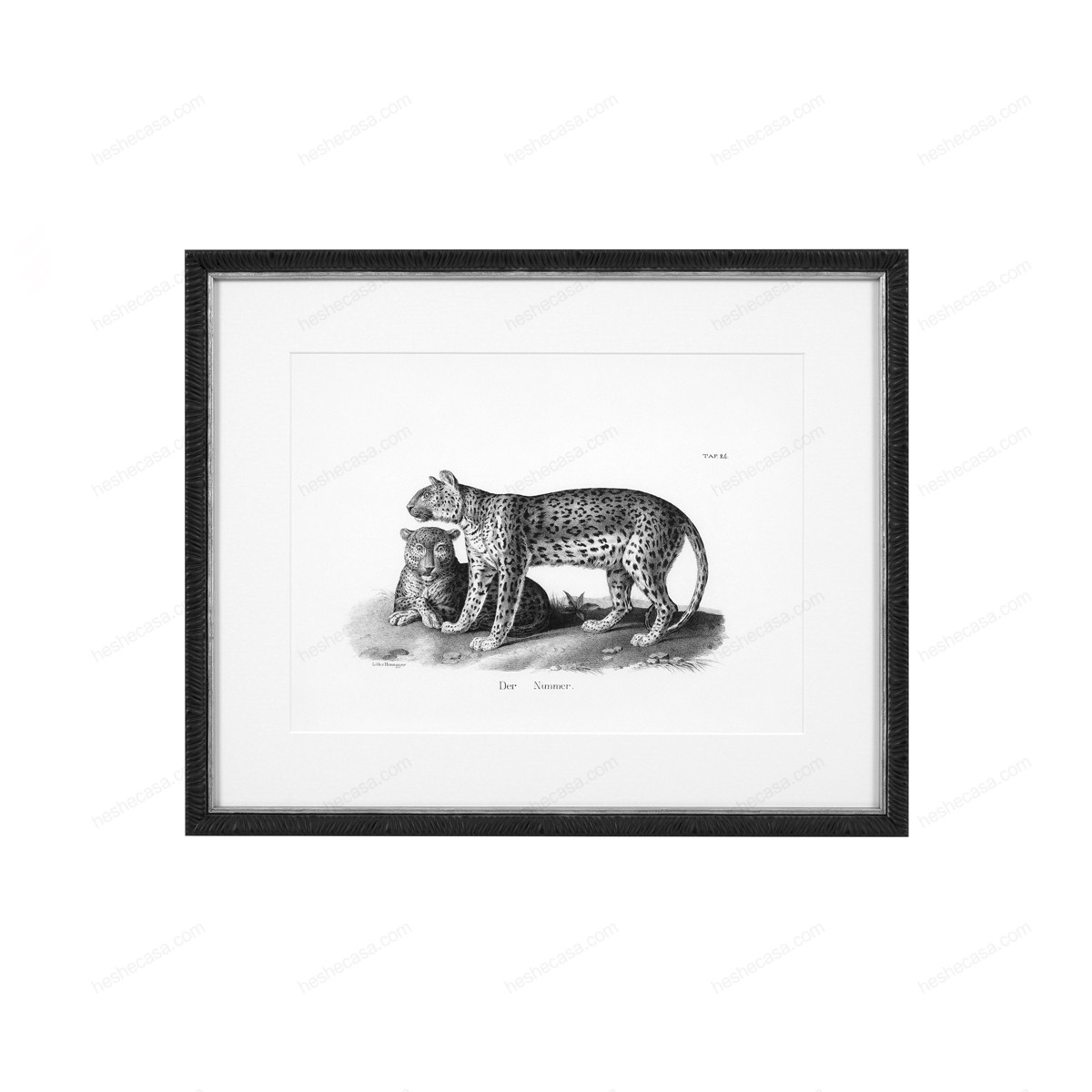 Prints Historical Animals Set Of 6装饰画