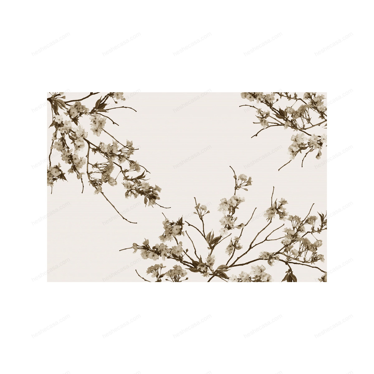 Korean Blossom壁纸