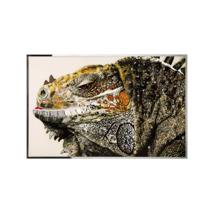 Iguana装饰画