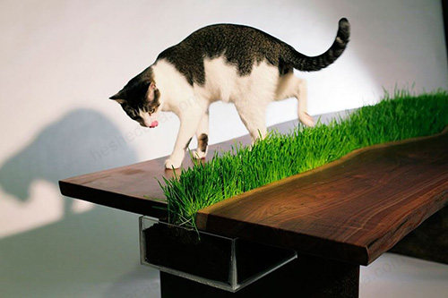 猫家具餐桌创意设计1